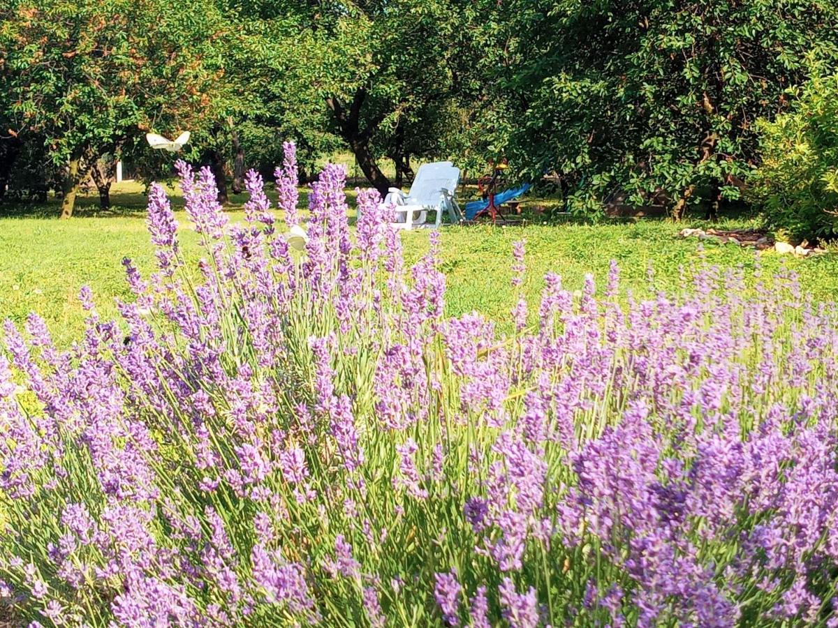 Tokaj Hill Panorama Guesthouse Szerencs Ngoại thất bức ảnh