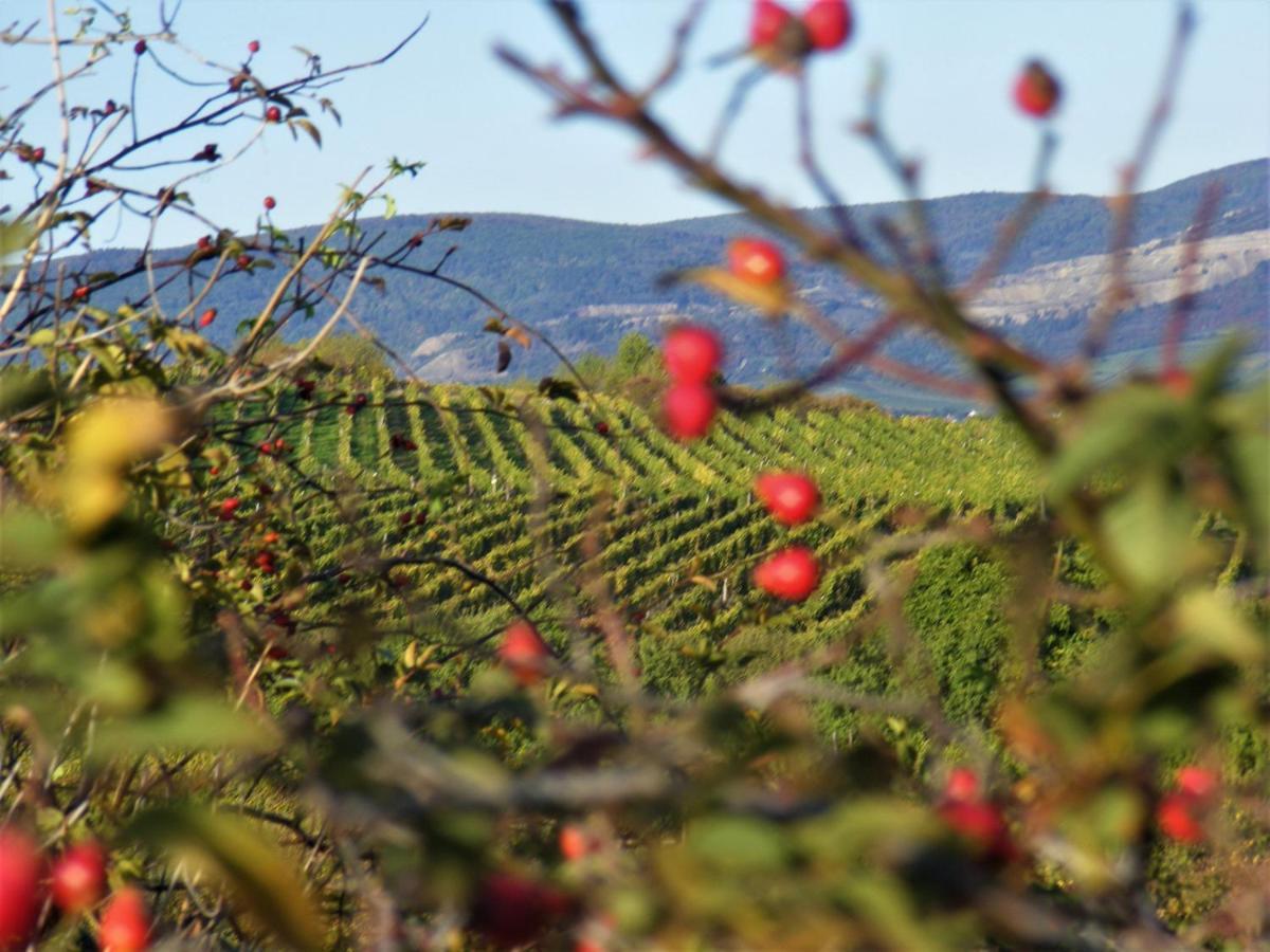 Tokaj Hill Panorama Guesthouse Szerencs Ngoại thất bức ảnh