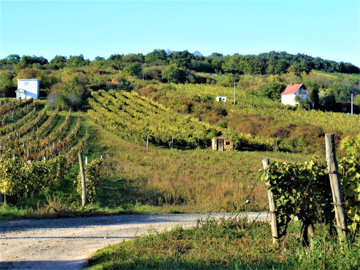 Tokaj Hill Panorama Guesthouse Szerencs Ngoại thất bức ảnh